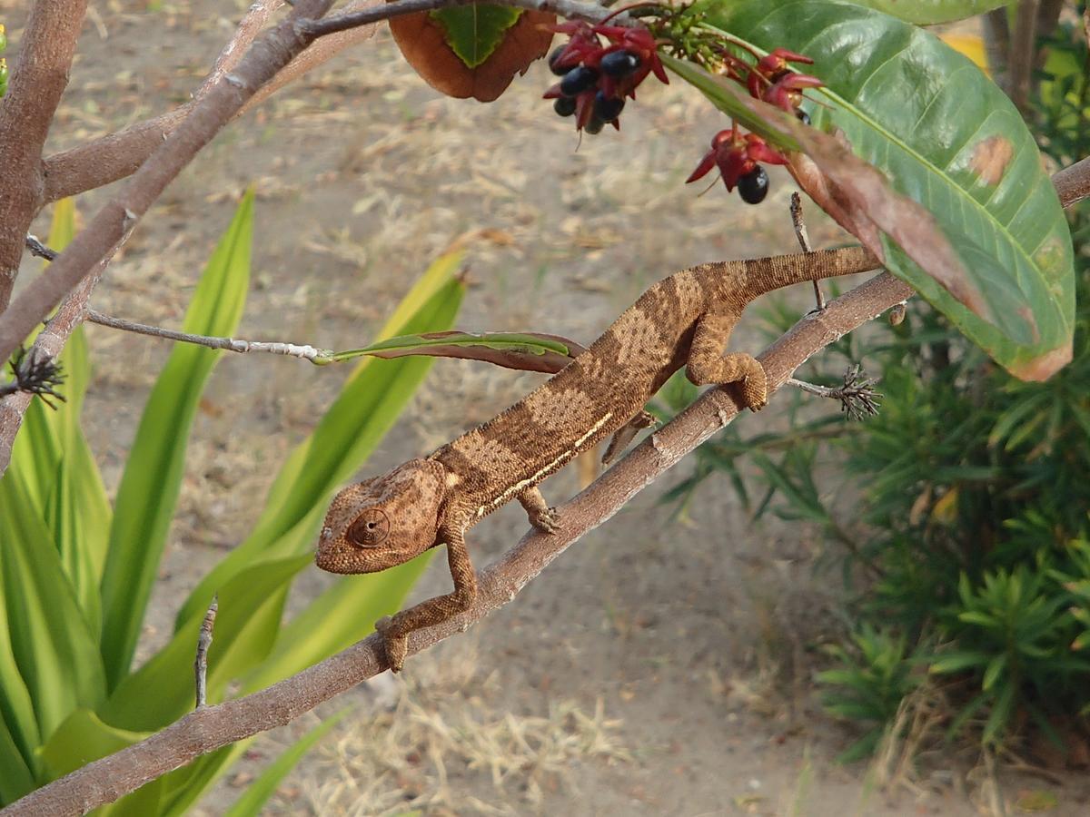 Kilwa Masoko Kimbilio Lodge מראה חיצוני תמונה